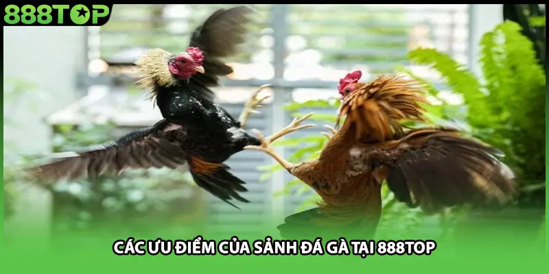 Các ưu điểm của sảnh đá gà tại 888TOP