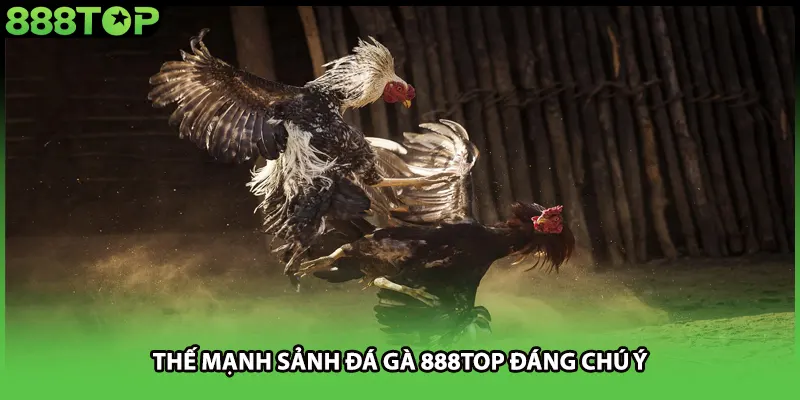 Thế mạnh sảnh đá gà 888TOP đáng chú ý