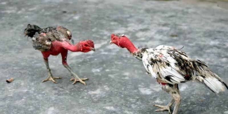 Giải Mã Luật Đá Gà Cơ Bản Với Những Điều Ít Người Biết