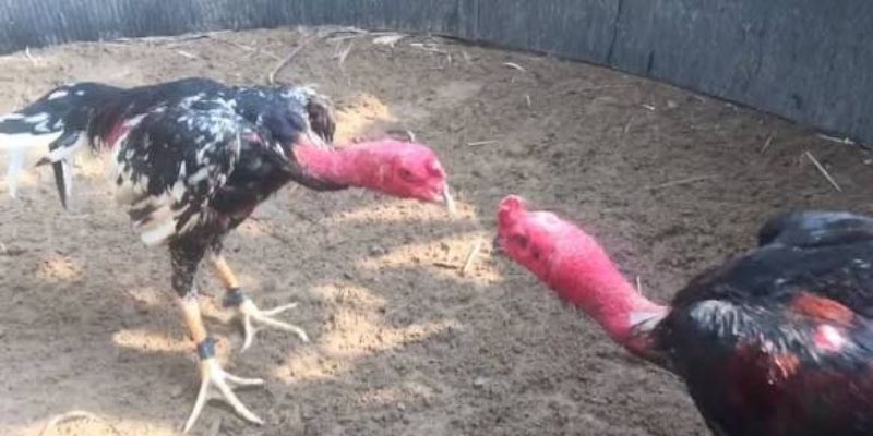  Một số hành động hoặc tình huống không đúng quy định có thể xem là lỗi